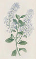 Ceanothus à thyrses - Sydenham Edwards — Ansicht des Kunstwerks