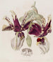 Stanhopea mit gefleckten Blüten - Sydenham Edwards — Ansicht des Kunstwerks