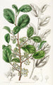 Azara dentée - Sydenham Edwards — Ansicht des Kunstwerks