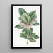 Ardisia à feuilles dentées - Sydenham Edwards — gerahmtes Bild an der Wand