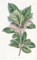 Ardisia à feuilles dentées - Sydenham Edwards — Ansicht des Kunstwerks