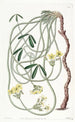 Oxalis tortueux - Sydenham Edwards — Ansicht des Kunstwerks