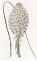 Xerophyllum à feuilles coriaces - Sydenham Edwards — Ansicht des Kunstwerks