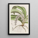 Angrec transparent - Sydenham Edwards — gerahmtes Bild an der Wand