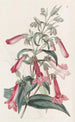 Pentstemon transparent semblable à la gentiane - Sydenham Edwards — Ansicht des Kunstwerks