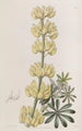 Lupin en arbre - Sydenham Edwards — Ansicht des Kunstwerks