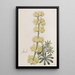 Lupin en arbre - Sydenham Edwards — gerahmtes Bild an der Wand