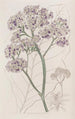 Statice en arbre - Sydenham Edwards — Ansicht des Kunstwerks