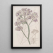 Statice en arbre - Sydenham Edwards — gerahmtes Bild an der Wand