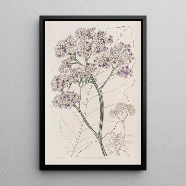 Sydenham Edwards - Tree Statice.webp