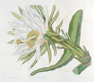 Chardon à torche triangulaire - Sydenham Edwards — Ansicht des Kunstwerks