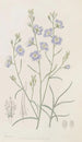Suncress trifide - Sydenham Edwards — Ansicht des Kunstwerks