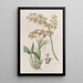 Oncidium mit Trüllenlippe - Sydenham Edwards — gerahmtes Bild an der Wand