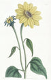 Sonnenblume mit Trompetenstiel - Sydenham Edwards — Ansicht des Kunstwerks
