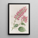 Sauge à fleurs tubulaires - Sydenham Edwards — gerahmtes Bild an der Wand