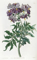 Solanum sans tubercule - Sydenham Edwards — Ansicht des Kunstwerks