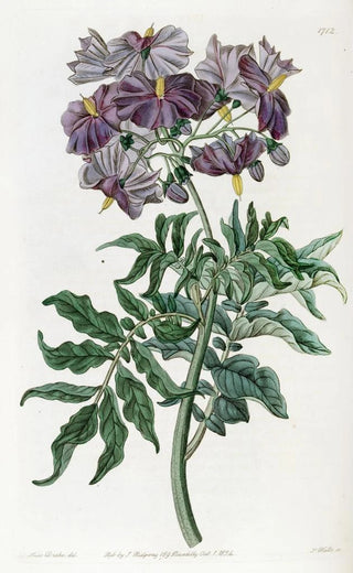 Sydenham Edwards - Tuberless Solanum.webp