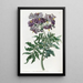 Solanum sans tubercule - Sydenham Edwards — gerahmtes Bild an der Wand