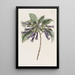 Iochrome tubulaire - Sydenham Edwards — gerahmtes Bild an der Wand