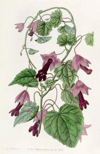 Sydenham Edwards - Twining RedCloak.webp