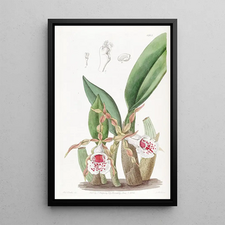 Sydenham Edwards - Twistedpetalled Trichopilia.webp