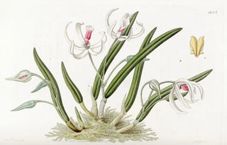 Sydenham Edwards - Twocoloured Leptotes.webp