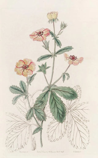 Sydenham Edwards - Twocoloured Potentil.webp