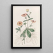 Potentille bicolore - Sydenham Edwards — gerahmtes Bild an der Wand