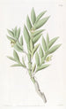 Dendrobium mit zwei Kanten - Sydenham Edwards — Ansicht des Kunstwerks