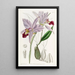 Laelia à deux tranchants - Sydenham Edwards — gerahmtes Bild an der Wand