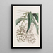 Epidendrum à deux pieds - Sydenham Edwards — gerahmtes Bild an der Wand
