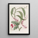 Torchthistle in zwei Formen - Sydenham Edwards — gerahmtes Bild an der Wand