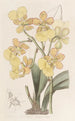 Oncidium à deux verrues - Sydenham Edwards — Ansicht des Kunstwerks