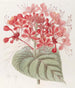 Clérodendron Malchanceux - Sydenham Edwards — Ansicht des Kunstwerks