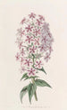 Phlox de Van Houtte - Sydenham Edwards — Ansicht des Kunstwerks
