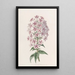 Phlox de Van Houtte - Sydenham Edwards — gerahmtes Bild an der Wand