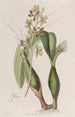 Epidendrum panaché - Sydenham Edwards — Ansicht des Kunstwerks