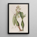 Epidendrum panaché - Sydenham Edwards — gerahmtes Bild an der Wand