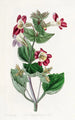 Mimulus panaché - Sydenham Edwards — Ansicht des Kunstwerks