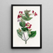 Mimulus panaché - Sydenham Edwards — gerahmtes Bild an der Wand