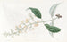 Buddleia à feuilles variées - Sydenham Edwards — Ansicht des Kunstwerks