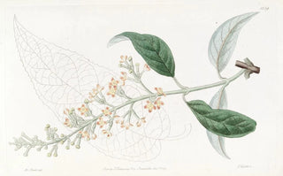 Sydenham Edwards - Variousleaved Buddlea.webp