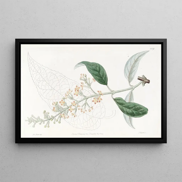 Sydenham Edwards - Variousleaved Buddlea.webp