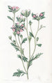 Collomia à feuilles variées - Sydenham Edwards — Ansicht des Kunstwerks