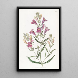 Sydenham Edwards - Variousleaved Pentstemon.webp