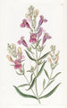 Penstemon à feuilles variées - Sydenham Edwards — Ansicht des Kunstwerks