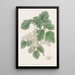 Chêne toxique à feuilles variées - Sydenham Edwards — gerahmtes Bild an der Wand