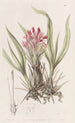 Puya à feuilles variées - Sydenham Edwards — Ansicht des Kunstwerks