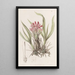 Puya à feuilles variées - Sydenham Edwards — gerahmtes Bild an der Wand