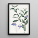 Sollya à feuilles variées - Sydenham Edwards — gerahmtes Bild an der Wand